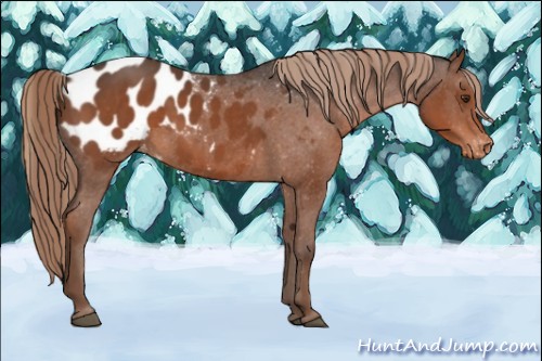 Horse Color:Liver Chestnut Appaloosa 