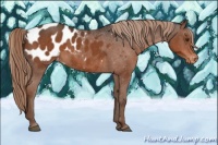 Horse Color:Liver Chestnut Appaloosa 