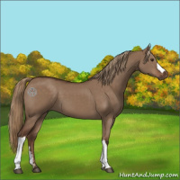 Horse Color:Liver Red Dun 