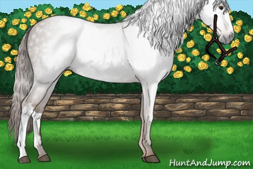 Horse Color:Gray Chestnut 