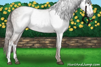 Horse Color:Gray Chestnut 
