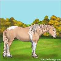 Horse Color:Gold Champagne Splash Tobiano 