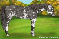 Horse Color:White Spotted Smoky Black Splash 