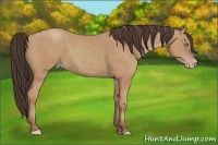 Horse Color:Amber Champagne