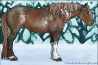 Horse Color:White Spotted Liver Chestnut Sabino Appaloosa 