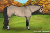 Horse Color:Bay Dun  and Brown Dun 