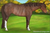 Horse Color:Liver Chestnut Rabicano 