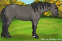 Horse Color:Grullo