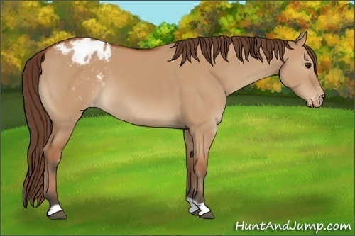 Horse Color:Bay Dun Appaloosa 