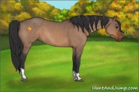 Horse Color:Bay Dun  and Bay Dun 