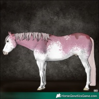 Horse Color:White Spotted Silver Buckskin Dun 