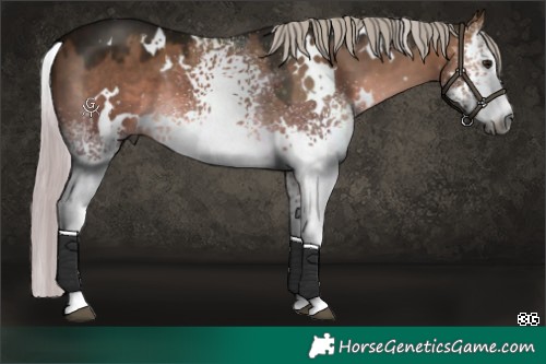 Horse Color:Gray Platinum White Spotted Silver Brown Dun 