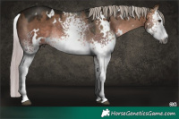 Horse Color:Gray Platinum White Spotted Silver Brown Dun 