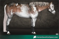 Horse Color:Gray Platinum White Spotted Silver Brown Dun 