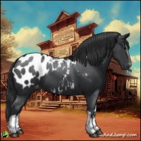 Horse Color:White Spotted Black Appaloosa
