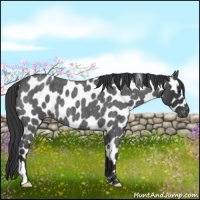 Horse Color:Blue Roan Leopard 