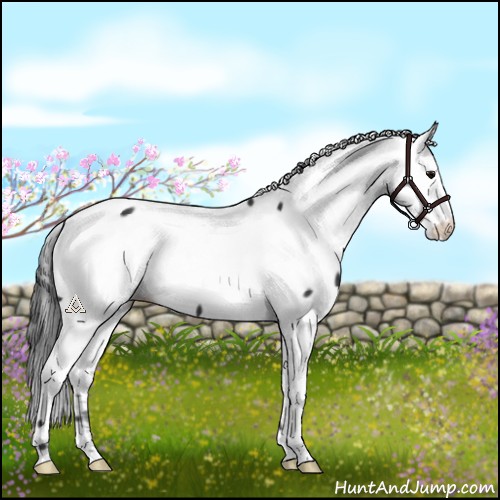 Horse Color:Black Appaloosa