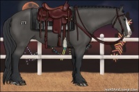 Horse Color:Black Splash 