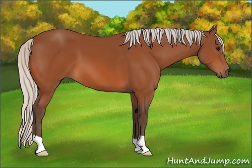 Horse Color:Silver Bay 