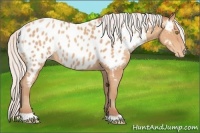 Horse Color:Silver Amber Champagne Appaloosa