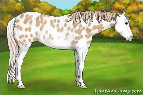 Horse Color:Palomino Roan Splash Appaloosa Rabicano 