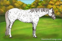 Horse Color:Silver Black Appaloosa 