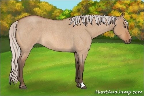 Horse Color:Silver Bay Roan Dun 