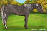 Horse Color:Black and Silver Black