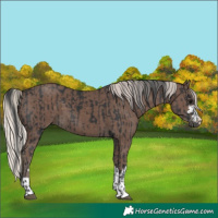 Horse Color:Black and Silver Black