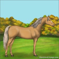 Horse Color:Palomino