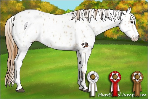 Horse Color:Red Dun Appaloosa  and Red Dun Splash Appaloosa 
