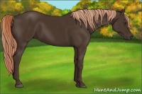 Horse Color:Liver Chestnut Rabicano 