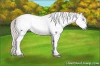Horse Color:Gray Silver Brown Roan Dun Splash Rabicano 