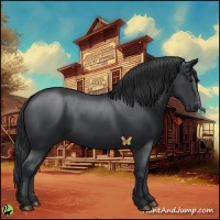Horse Color:Black 