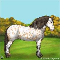 Horse Color:Buckskin Appaloosa 