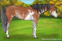 Horse Color:Bay Sabino 