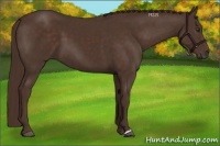 Horse Color:Liver Chestnut 