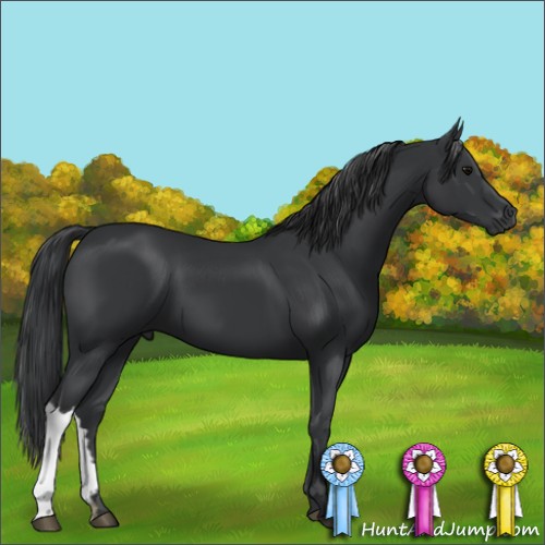 Horse Color:Black 