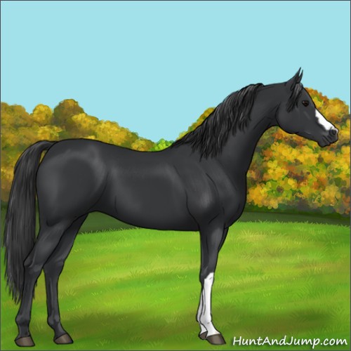 Horse Color:Black 