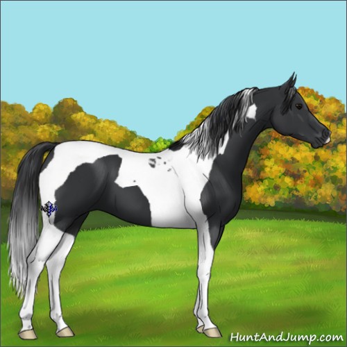 Horse Color:Black Tobiano 