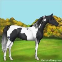 Horse Color:Black Tobiano 