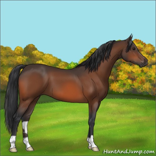 Horse Color:Brown 