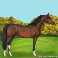 Horse Color:Brown 