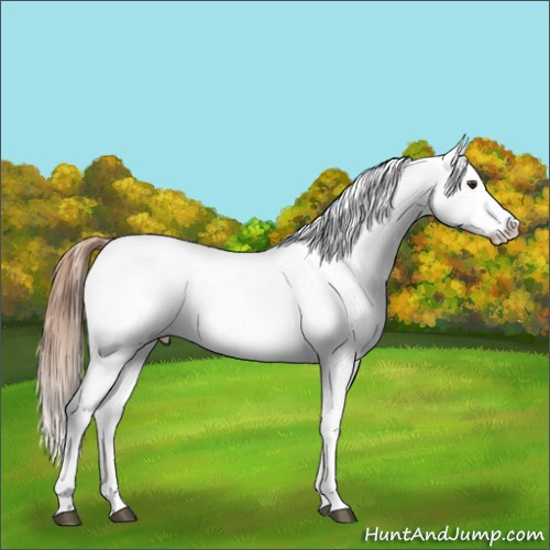 Horse Color:White Spotted Chestnut Appaloosa 
