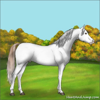 Horse Color:White Spotted Chestnut Appaloosa