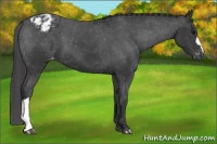 Horse Color:Black Appaloosa 