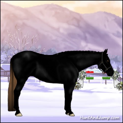 Horse Color:Void White Spotted Chestnut Splash Rabicano 