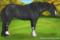 Horse Color:Black  and Black Rabicano 
