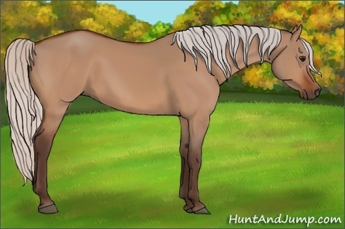 Horse Color:Silver Bay Dun 