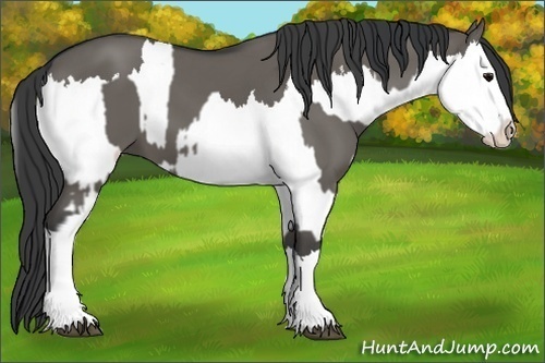 Horse Color:Grullo Sabino Splash  and Grullo Sabino Splash 